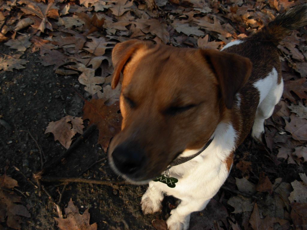 Max